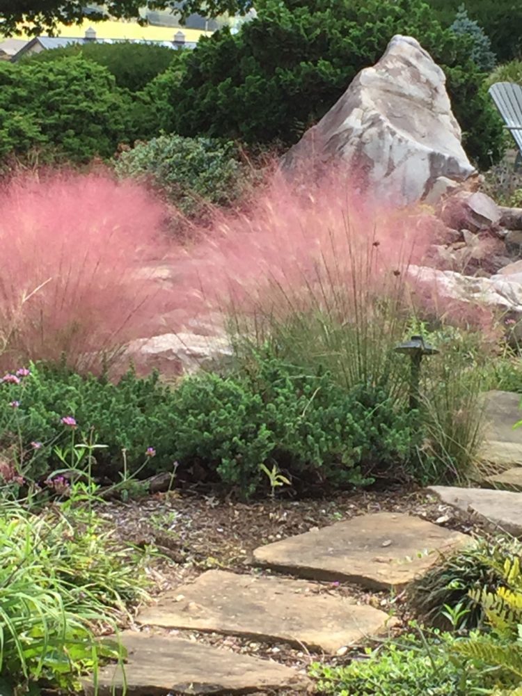 pink muhly grass fast forward