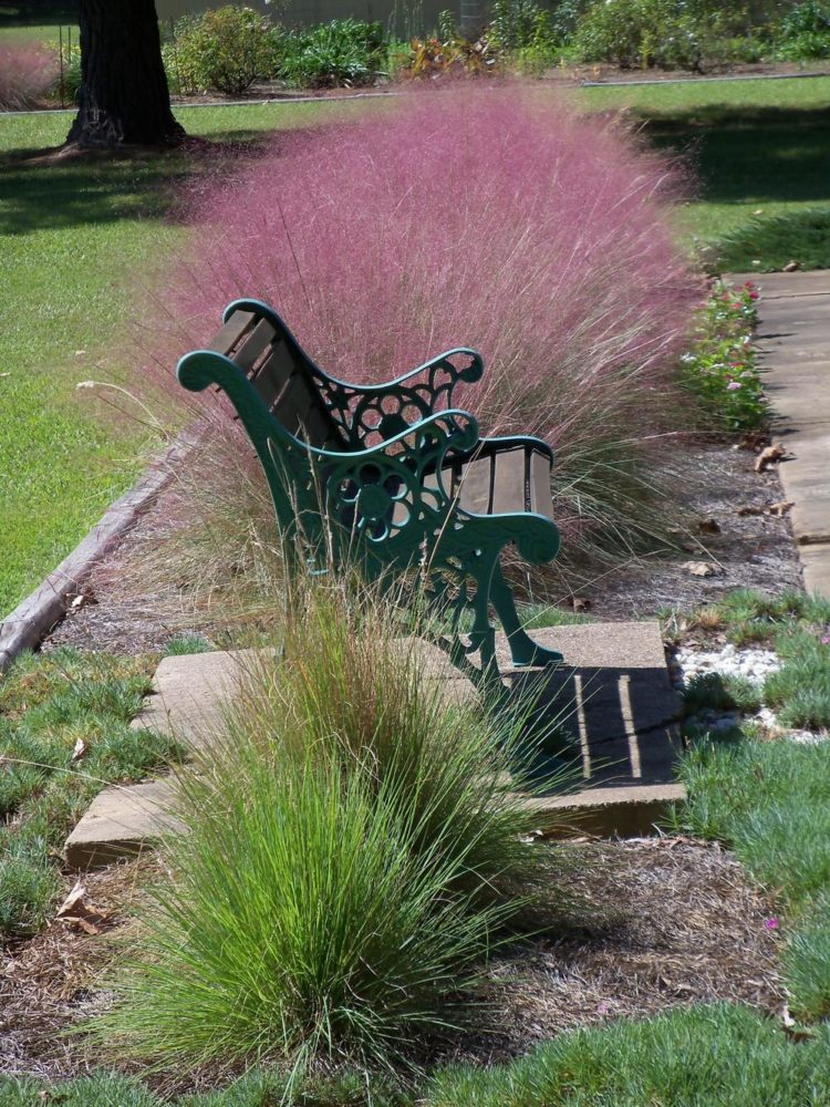 pink muhly grass florida