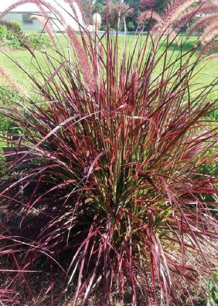 purple fountain grass fertilizer