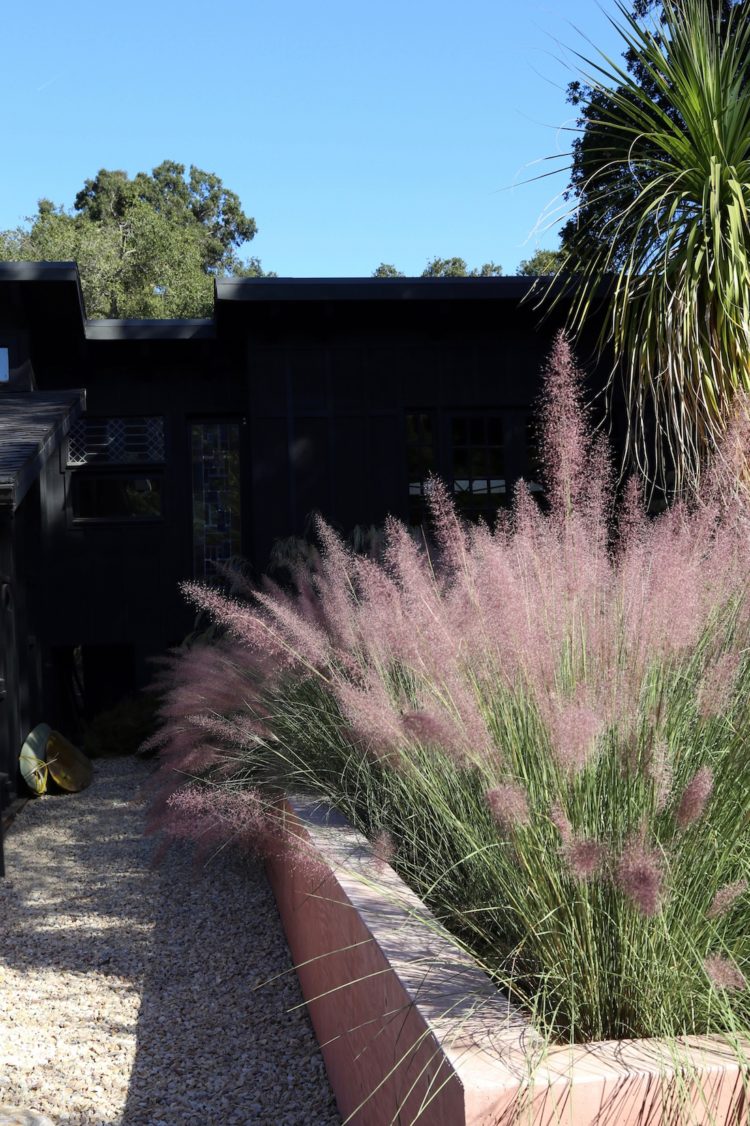 pink muhly grass for zone 5