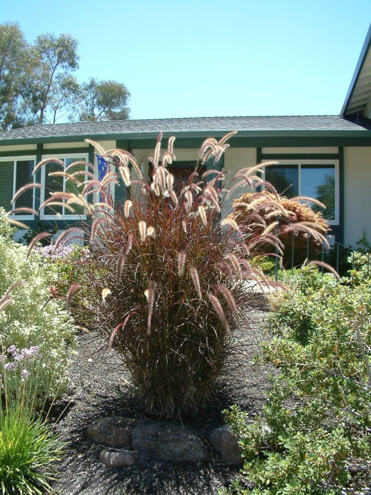 purple fountain grass for planters