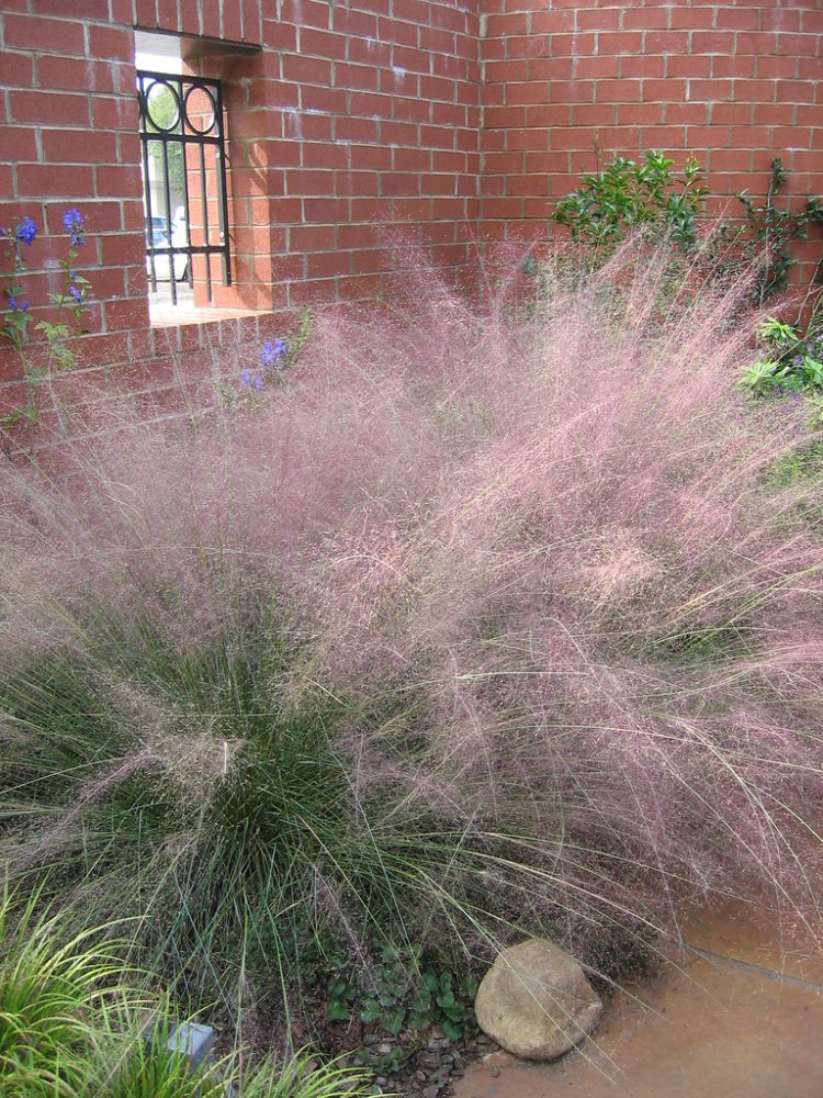 pink muhly grass from seed