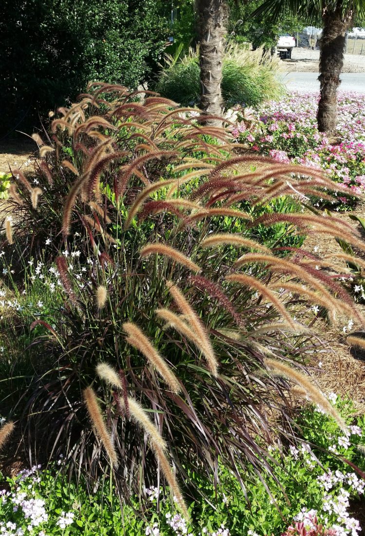 purple fountain grass from seed