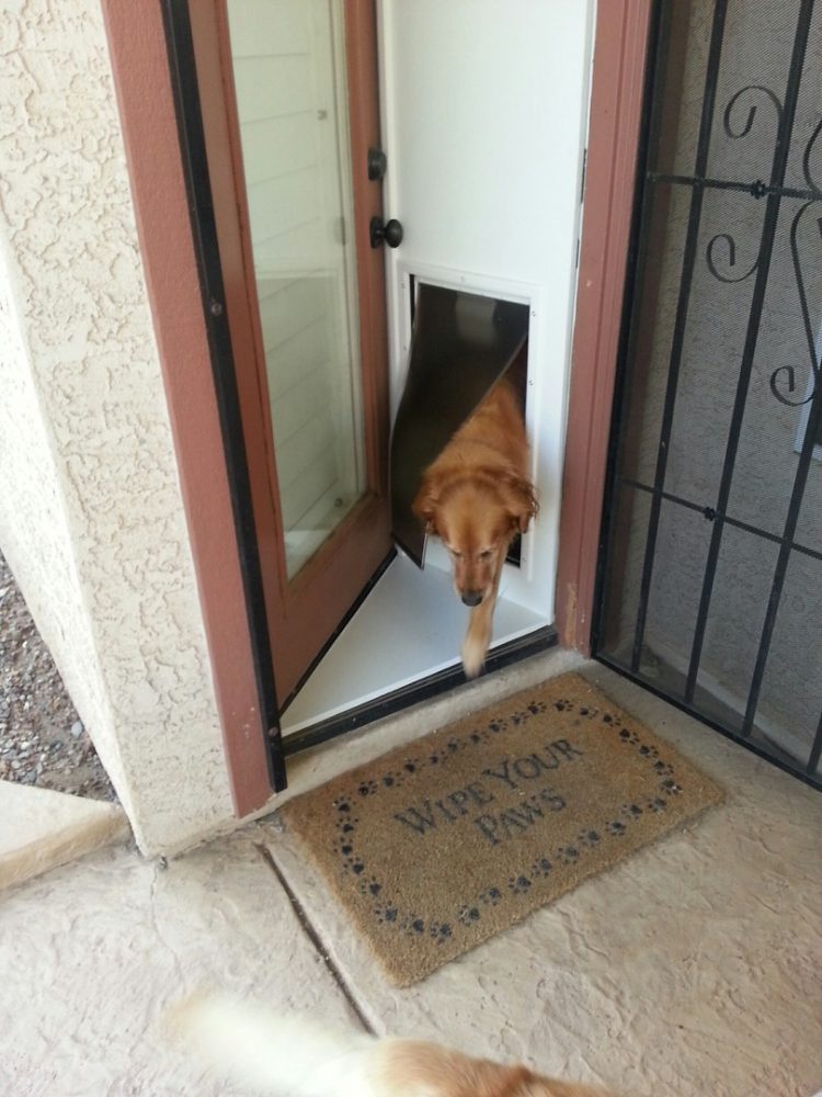 dog door energy efficient