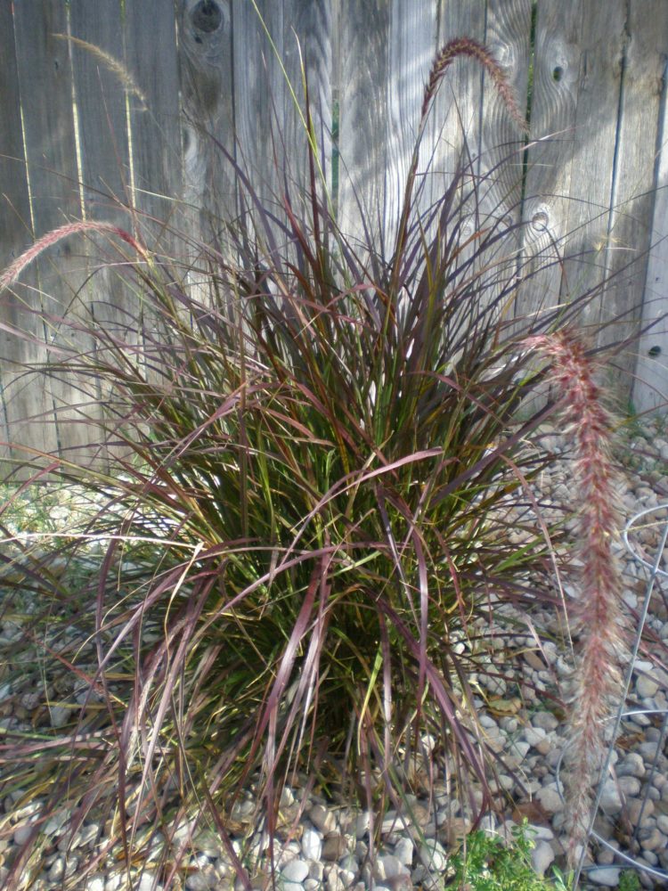 purple fountain grass grow in shade