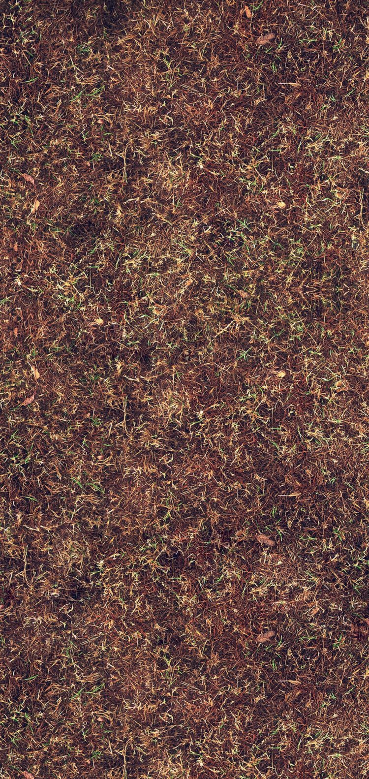 grass texture large area