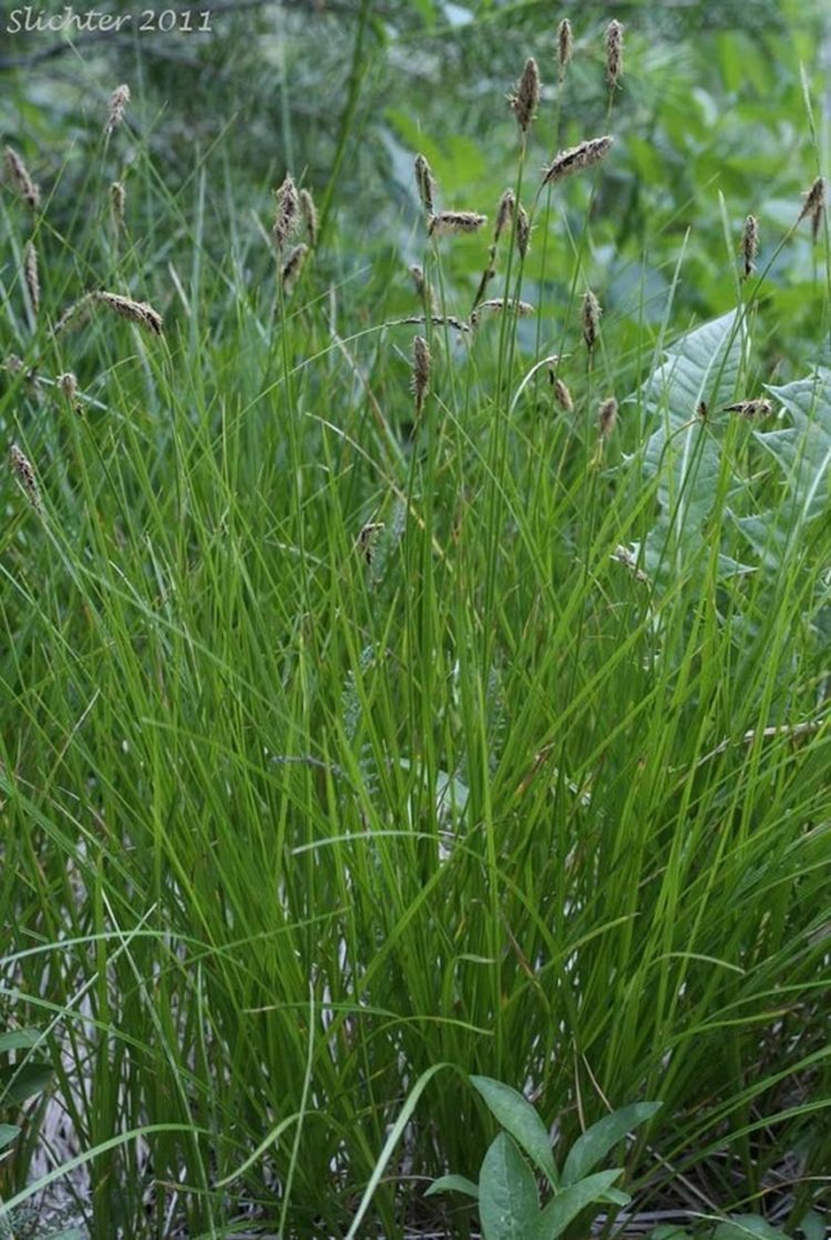 grassland texture