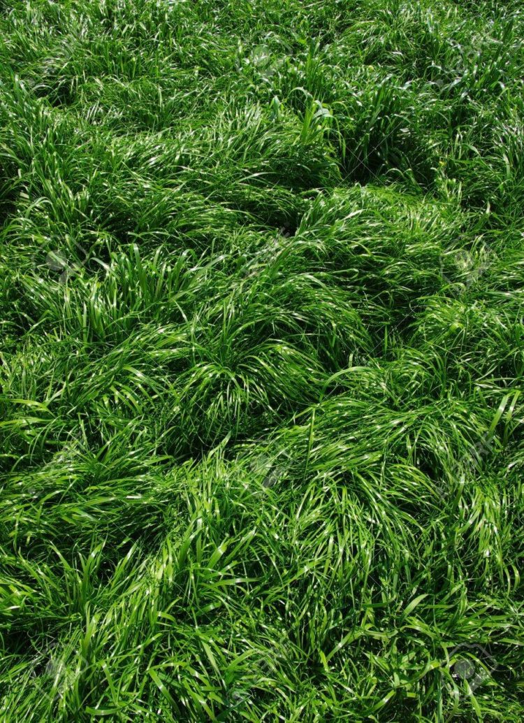 natural grass texture
