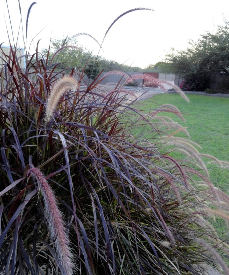purple fountain grass growing zones