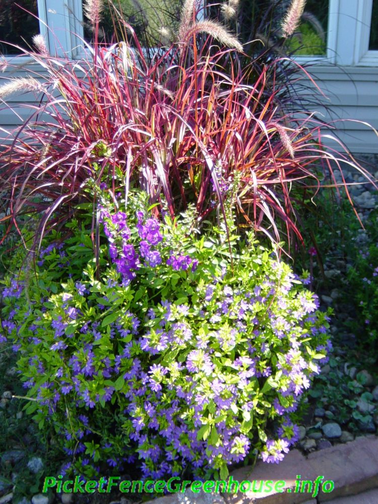 purple fountain grass ideas