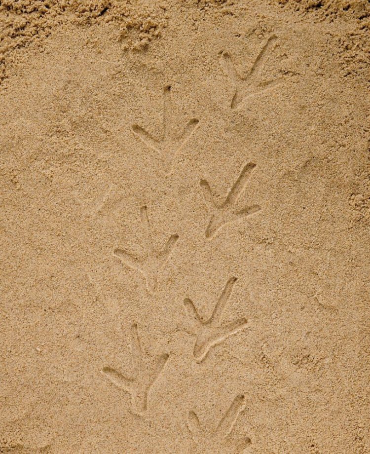 desert sand texture vector