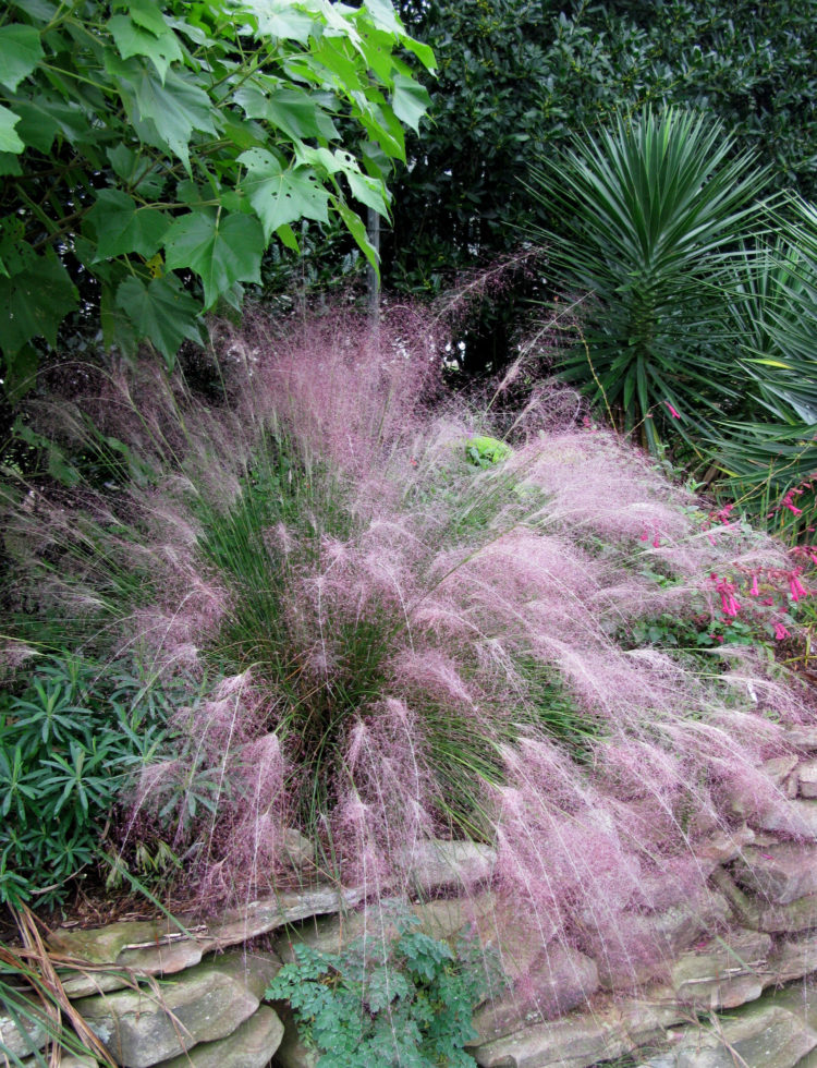 pink muhly grass growing zone