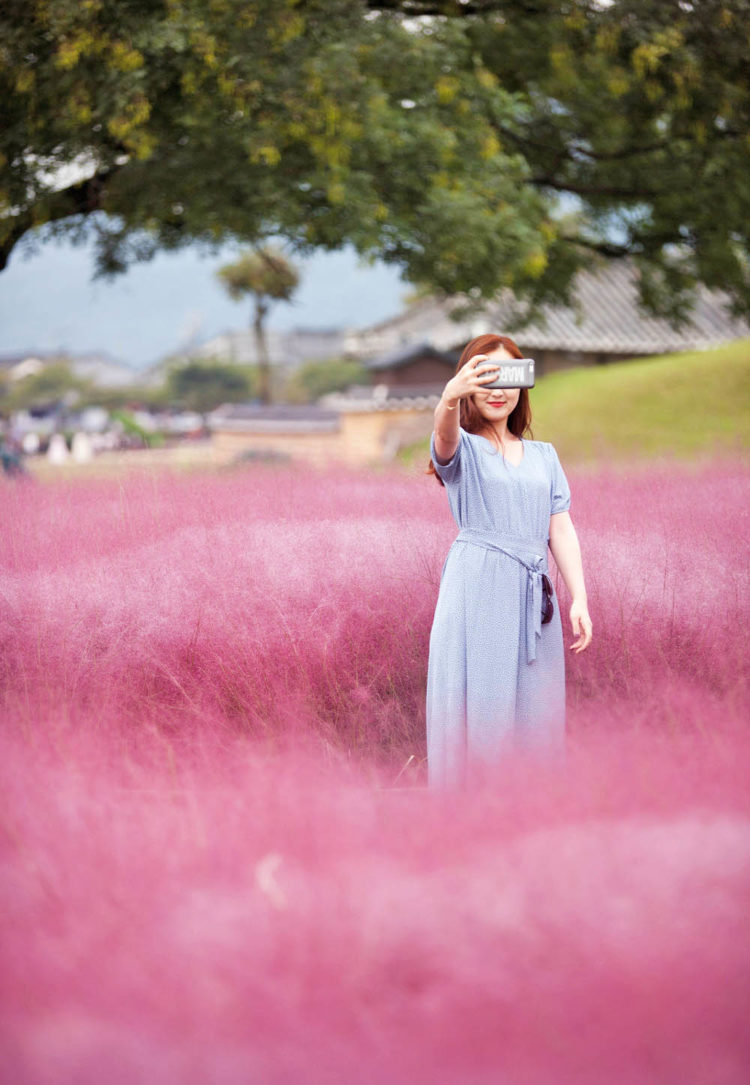 pink muhly grass gyeongju