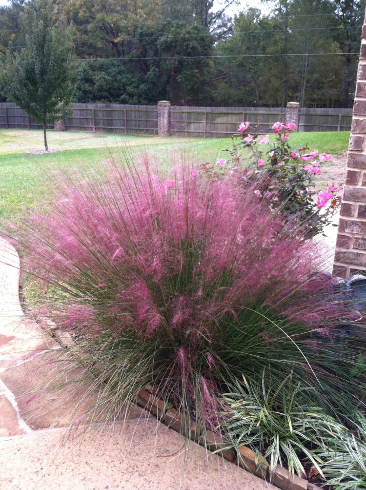 pink muhly grass how to grow