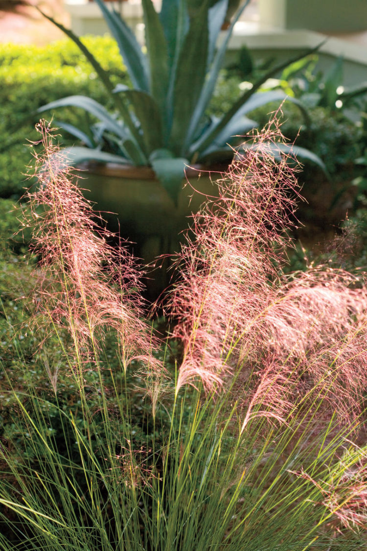 pink muhly grass how to plant