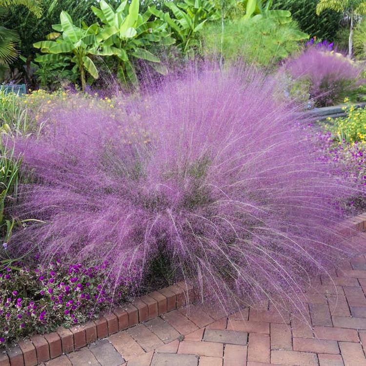 pink muhly grass in pots