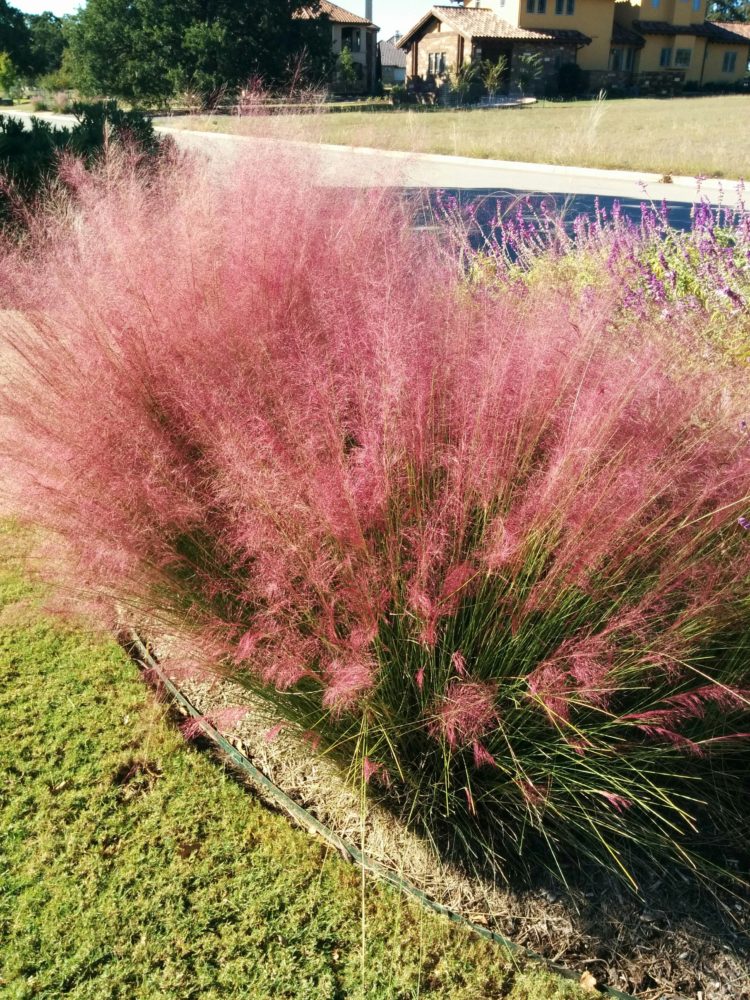 pink muhly grass in zone 5