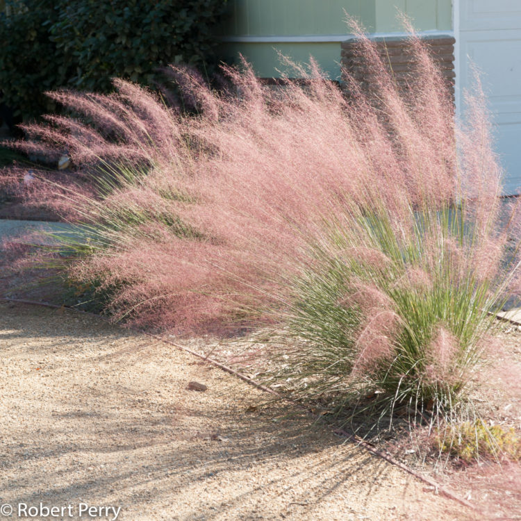 pink muhly grass light requirements