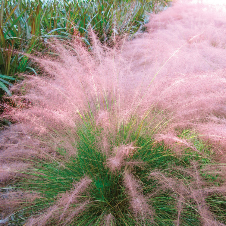 pink muhly grass lowes