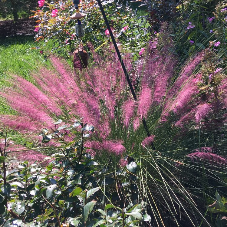 pink muhly grass maintenance