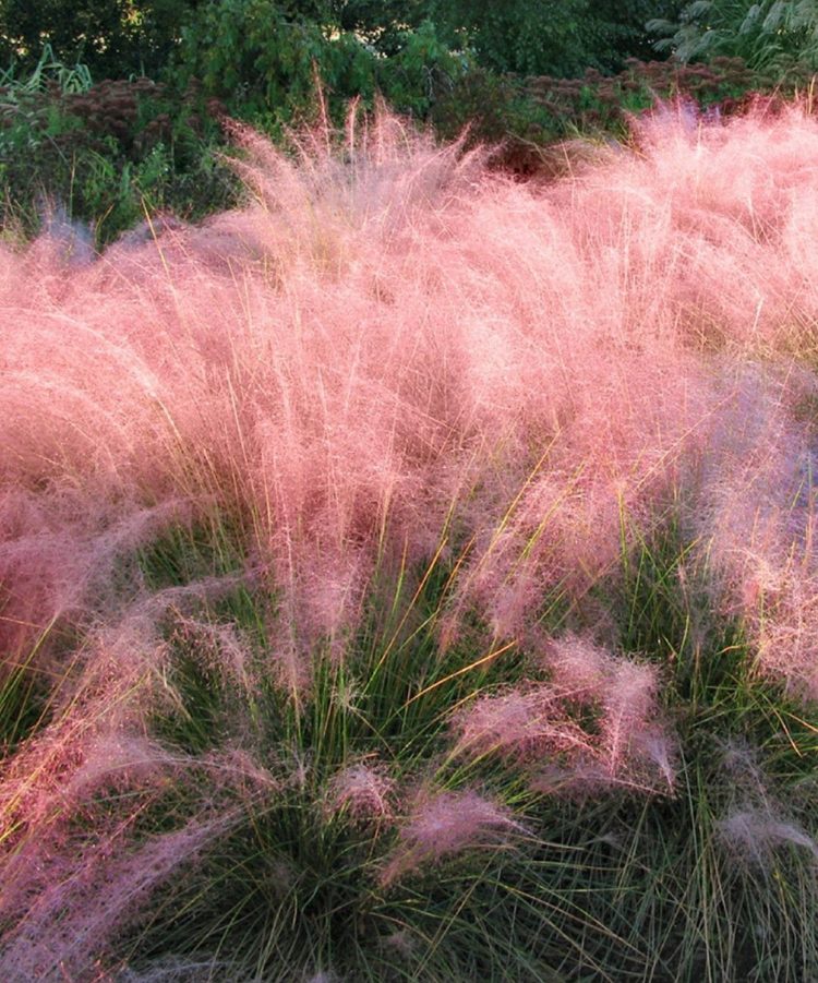pink muhly grass melbourne