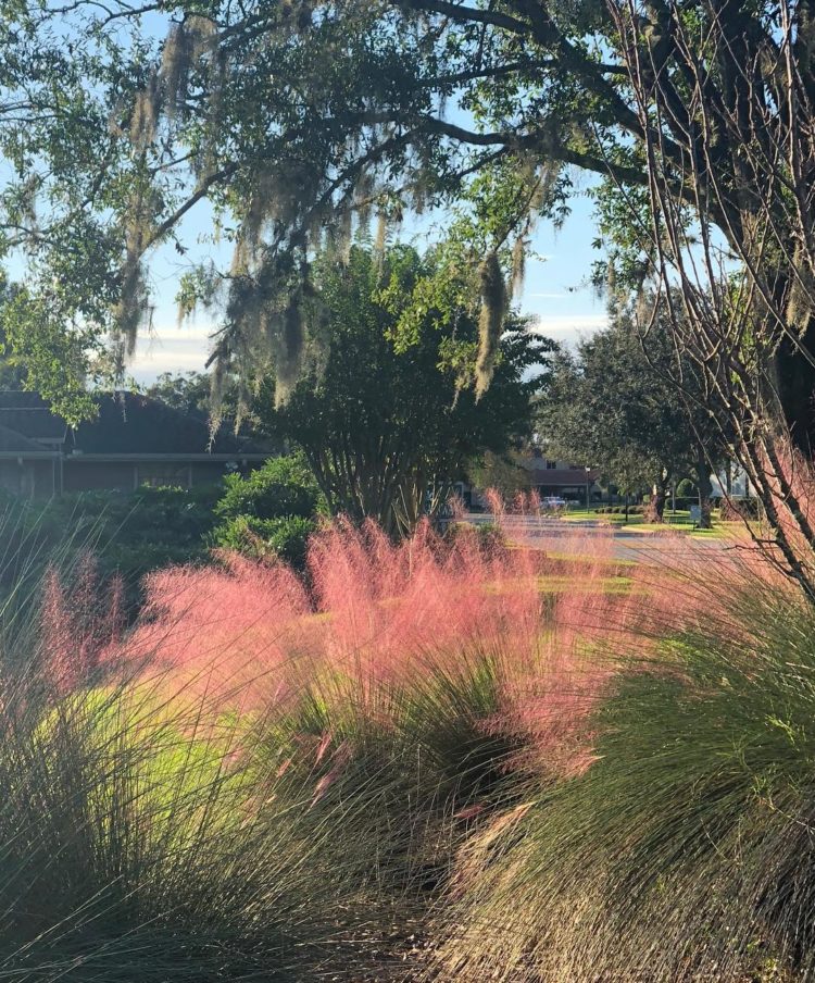 pink muhly grass monrovia