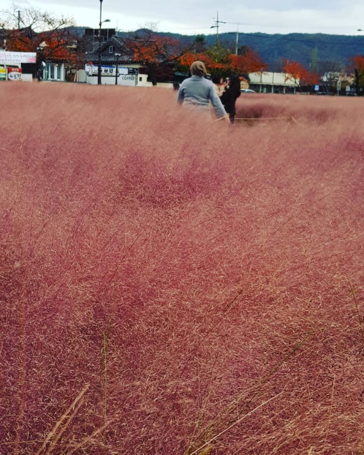 pink muhly grass mo