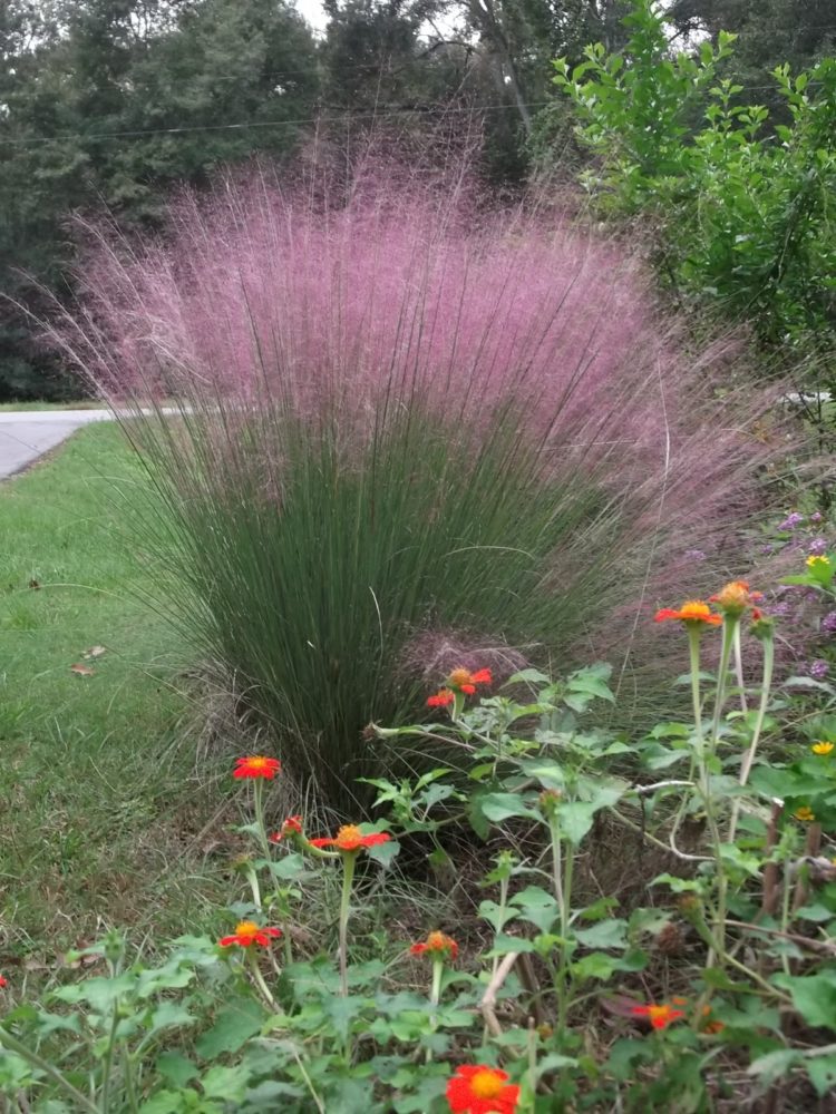 pink muhly grass growing