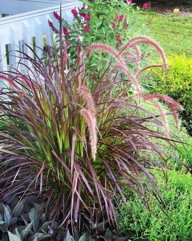 purple fountain grass life