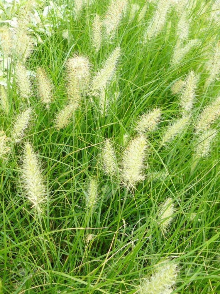 foxtail grass habitat
