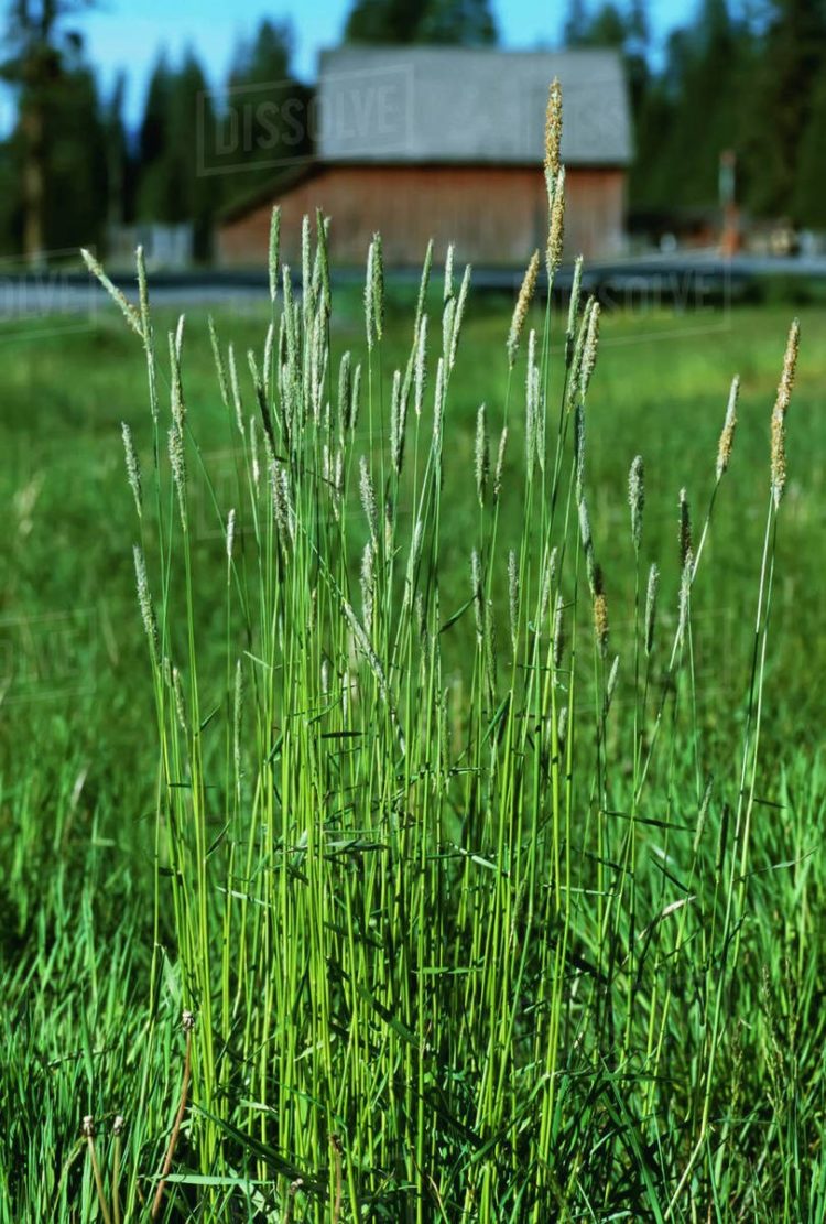 foxtail grass grows where