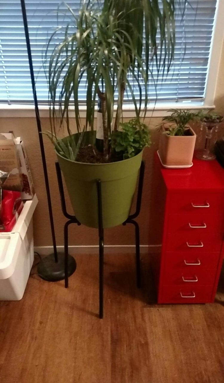 plant stand for window
