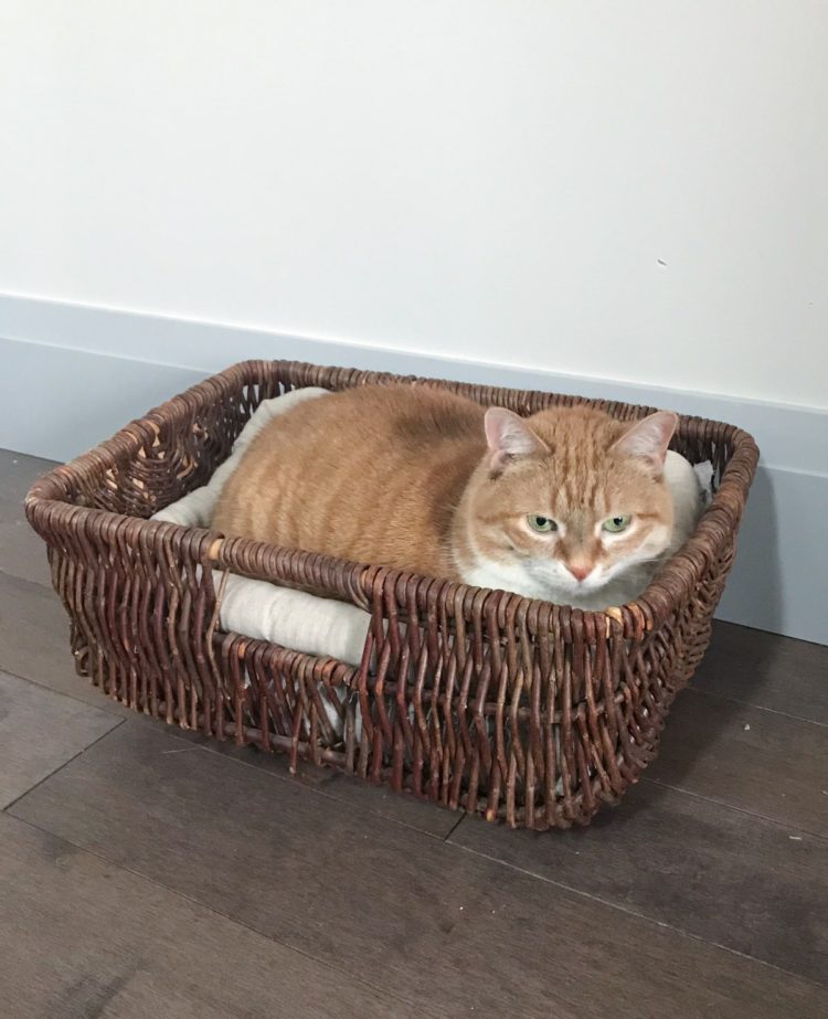 cat bed by tinker