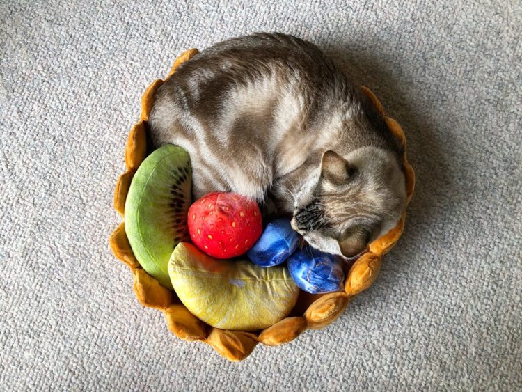 cat bed high