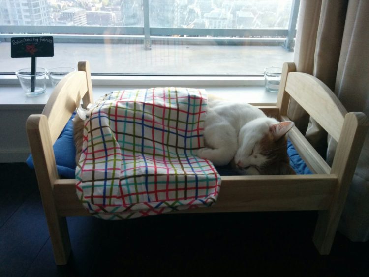 cat bed jumper