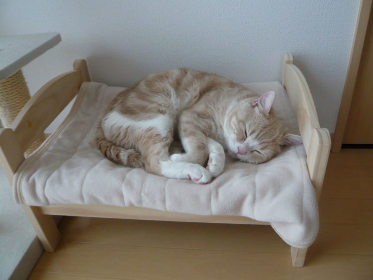 cat bed lidl
