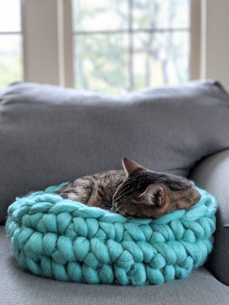 cat beds petsmart