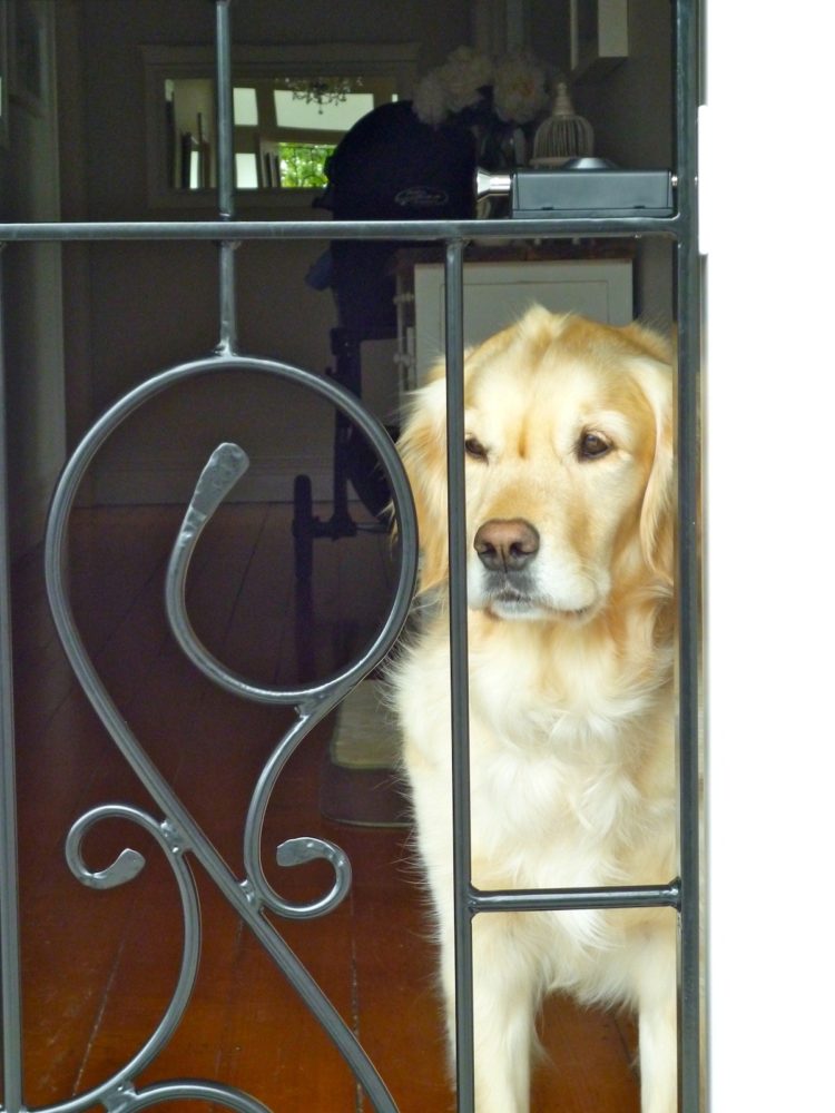 dog gates lethbridge