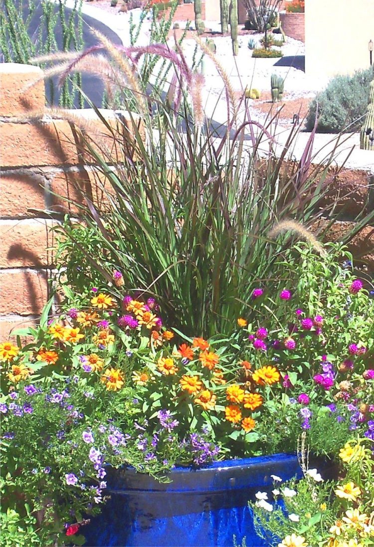 fountain grass in pots
