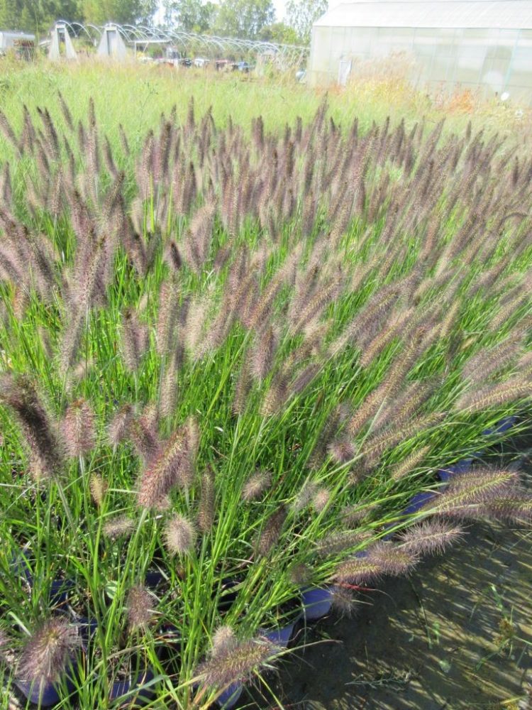 fountain grass in shade
