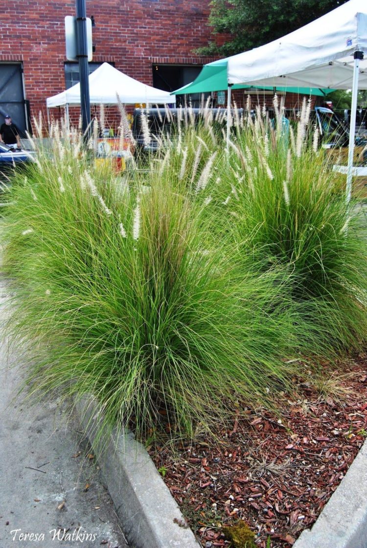 fountain grass lantana