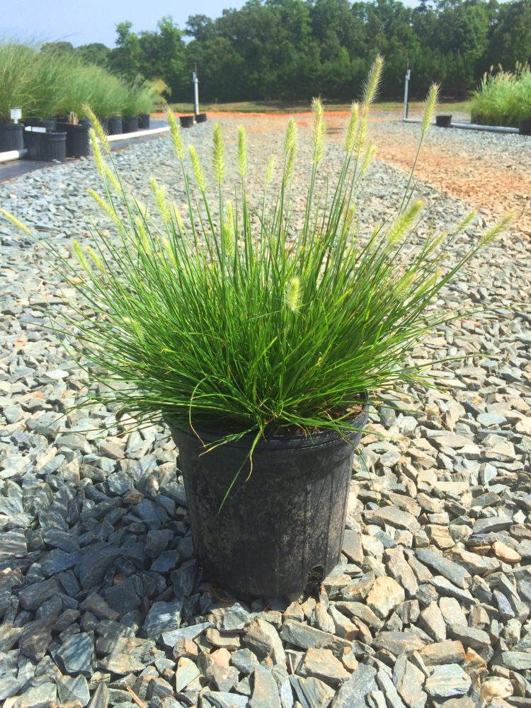fountain grass moudry