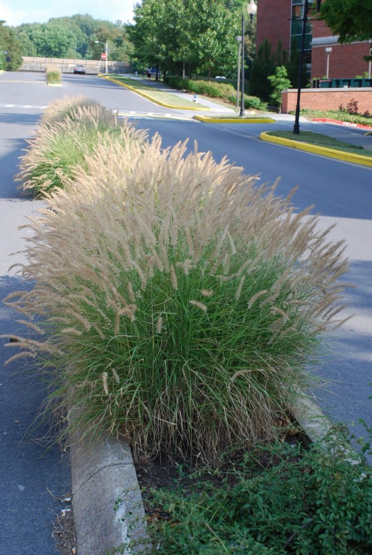 fountain grass not blooming