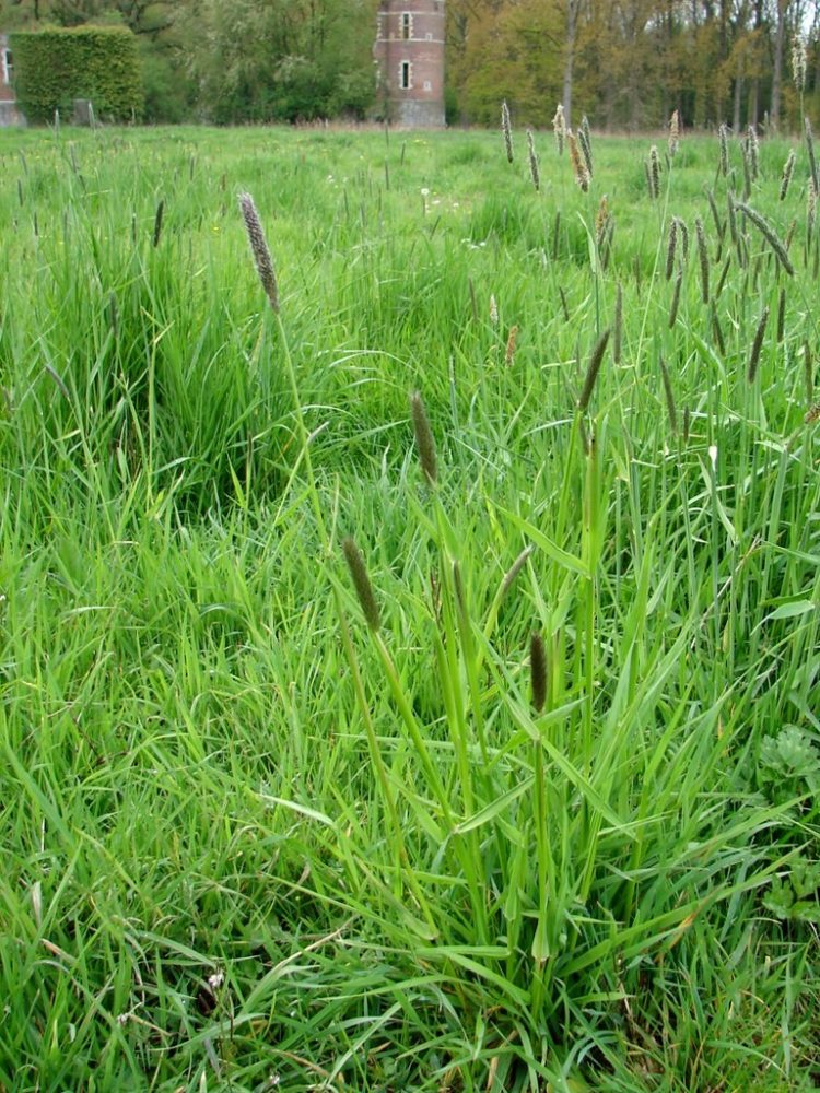 foxtail grass height