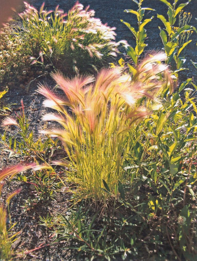 foxtail grass herbicide