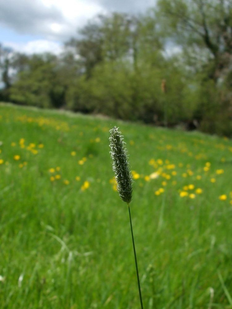 foxtail grass in dogs