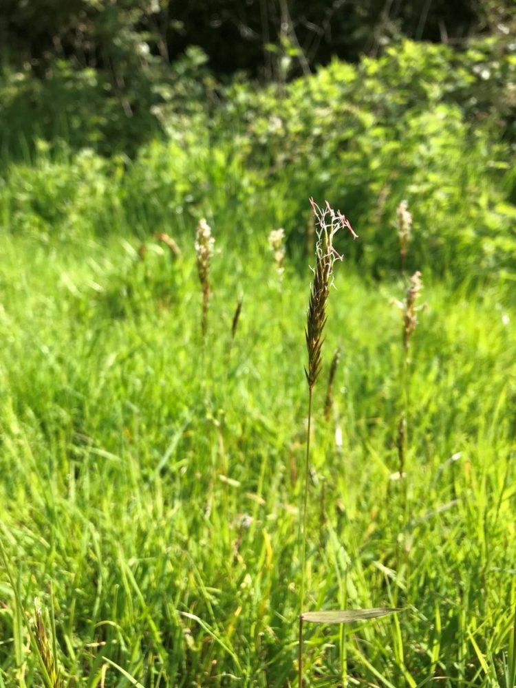 foxtail grass in dog's ear