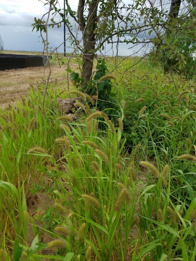 foxtail grass in hawaii