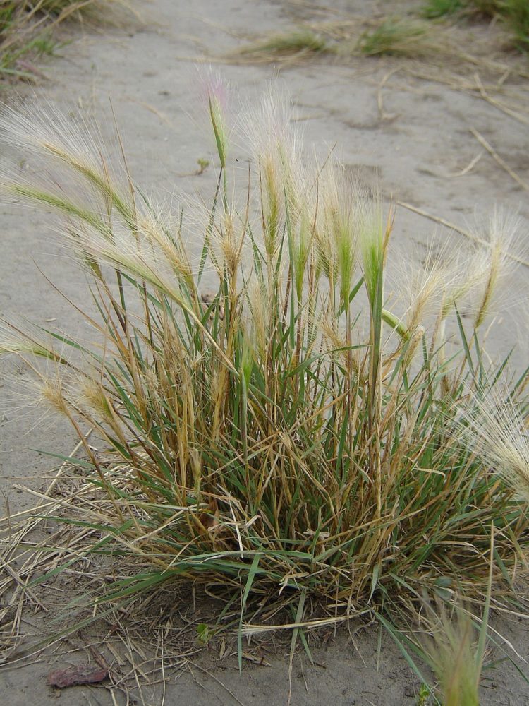 foxtail grass in illinois