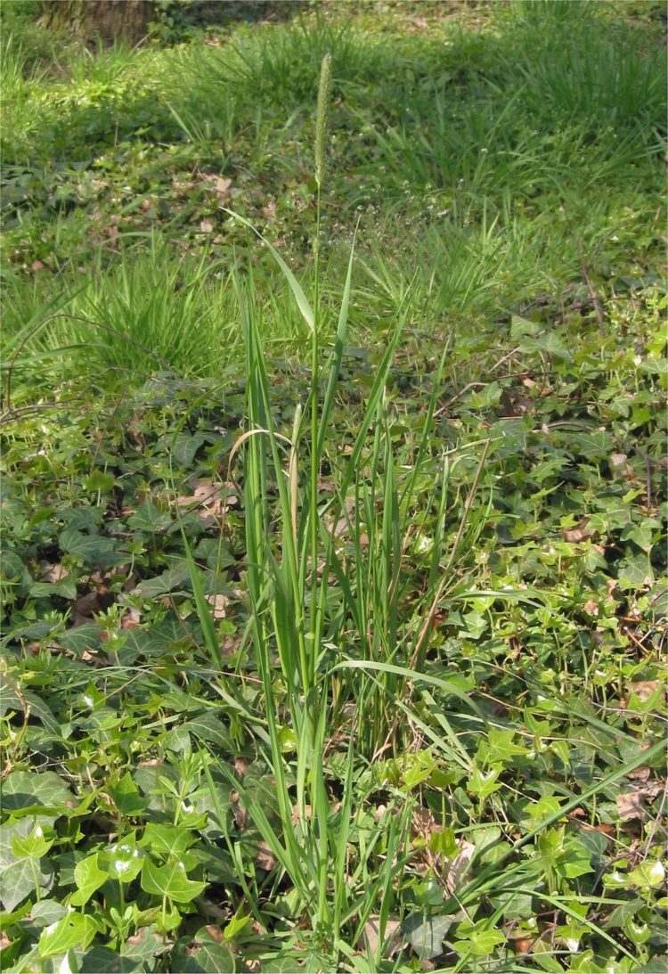foxtail grass in michigan